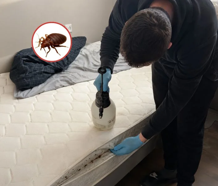 Technicien traitant un matelas contre les punaises de lit à La Boissière-École